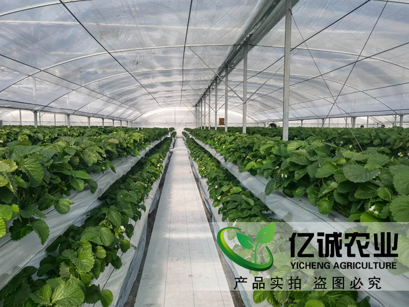 遮阳系统在玻璃温室草莓种植中有哪些优势？